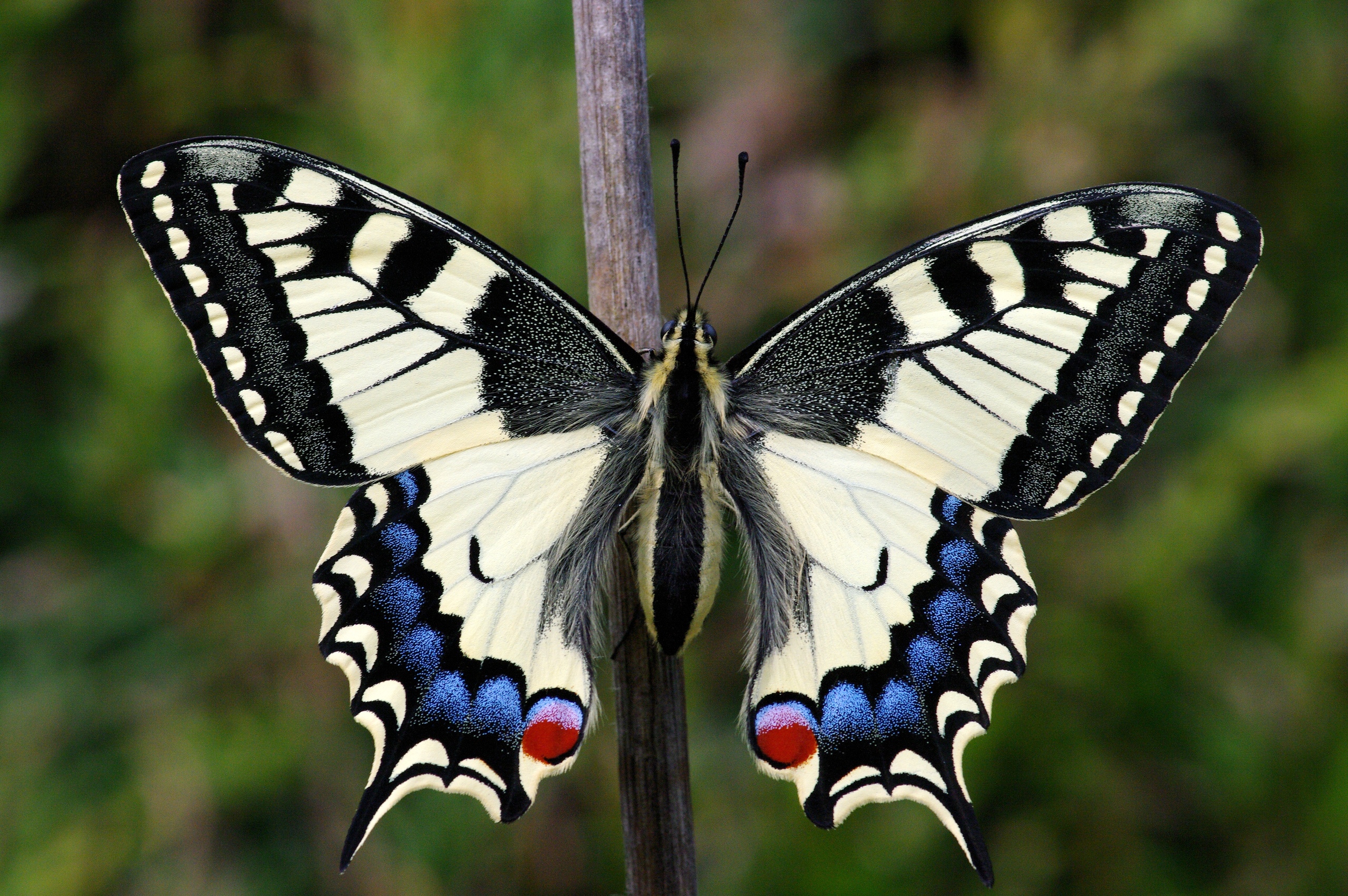 Бабочка на букву п. Бабочка парусник Коцебу. Махаон (Papilio Machaon). Бабочка Махаон Луговая. Гусеница бабочка парусник Коцебу.