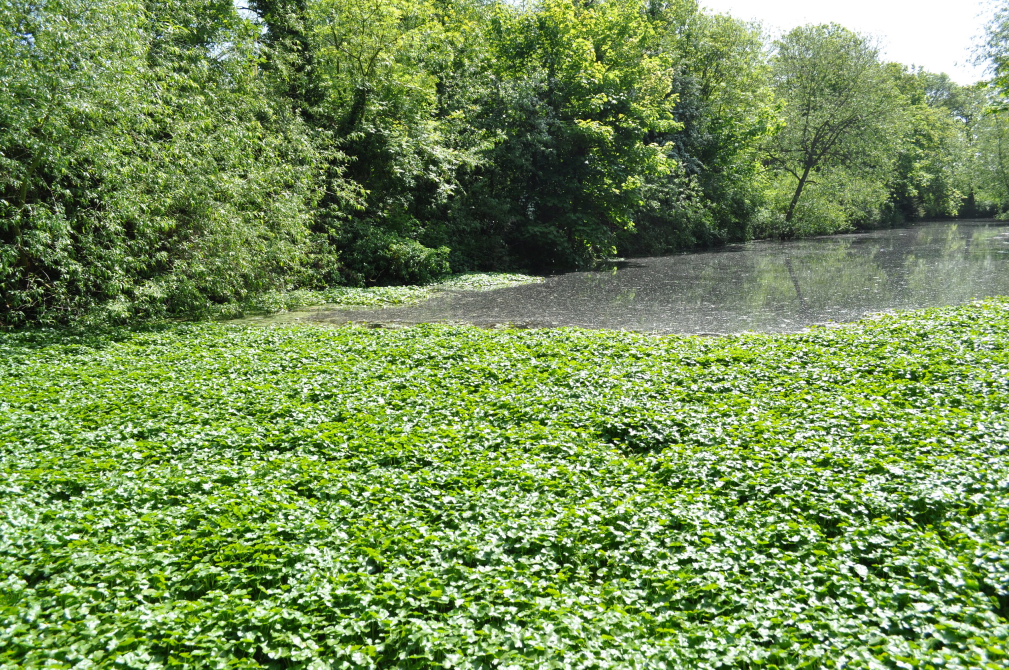 Нежелательной растительности. Pennywort.